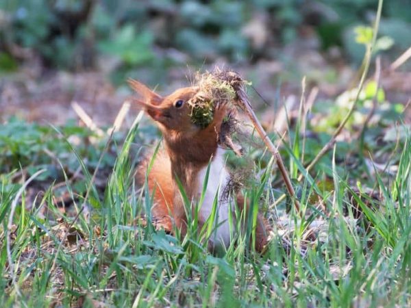 découvrez notre plan détaillé pour construire un nichoir parfait pour écureuils roux. protégez ces adorables animaux et offrez-leur un abri confortable grâce à nos instructions simples et claires.