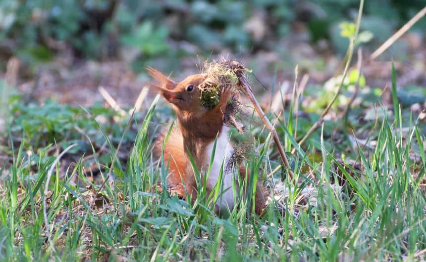 découvrez notre plan détaillé pour construire un nichoir parfait pour écureuils roux. protégez ces adorables animaux et offrez-leur un abri confortable grâce à nos instructions simples et claires.