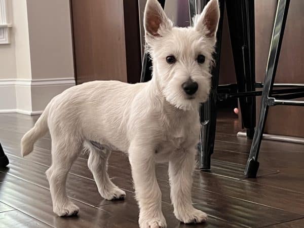 découvrez nos conseils et astuces pour le toilettage des westies. apprenez à prendre soin de leur pelage, à éviter les nœuds et à maintenir leur apparence soignée tout en renforçant le lien avec votre fidèle compagnon.