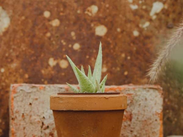 découvrez les bienfaits de l'aloe vera marron, une plante aux multiples propriétés pour votre santé et votre beauté. apprenez comment l'intégrer dans votre routine quotidienne pour améliorer votre bien-être.