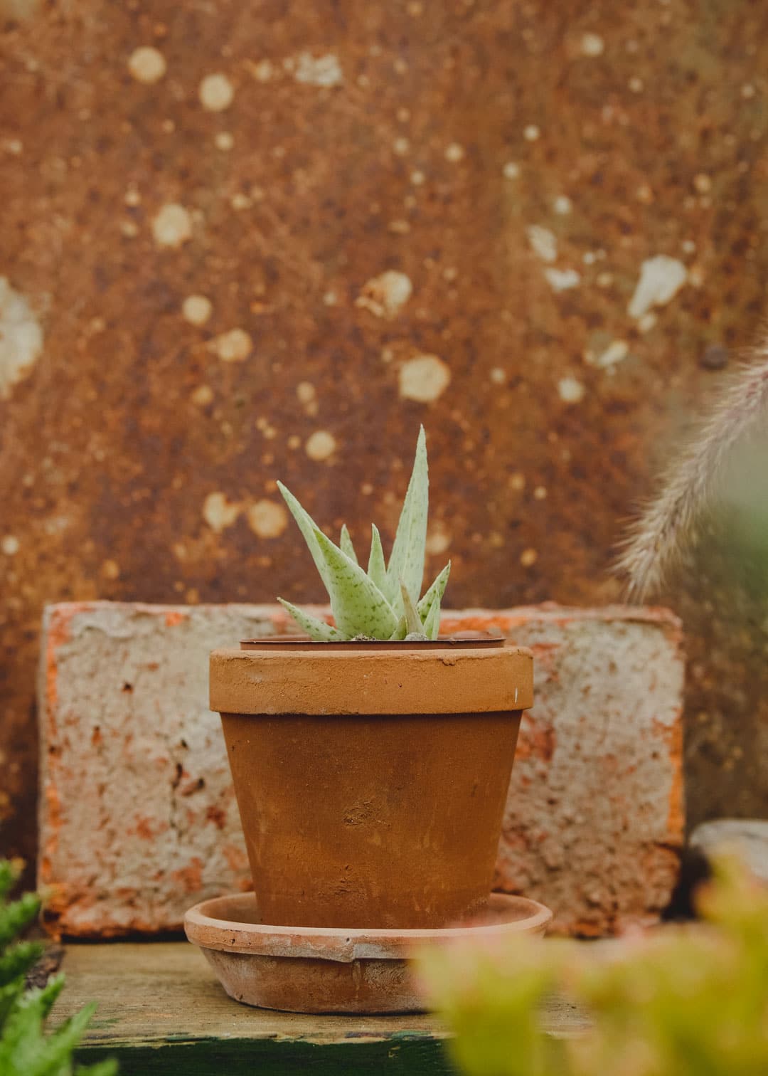 découvrez les bienfaits de l'aloe vera marron, une plante aux multiples propriétés pour votre santé et votre beauté. apprenez comment l'intégrer dans votre routine quotidienne pour améliorer votre bien-être.