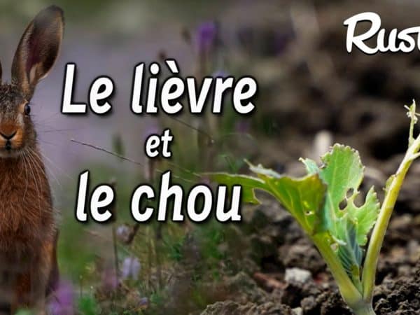 découvrez nos conseils et solutions pour protéger votre lapin du froid. assurez le confort et la santé de votre compagnon à quatre pattes pendant les mois hivernaux avec des astuces pratiques et des recommandations adaptées à ses besoins.