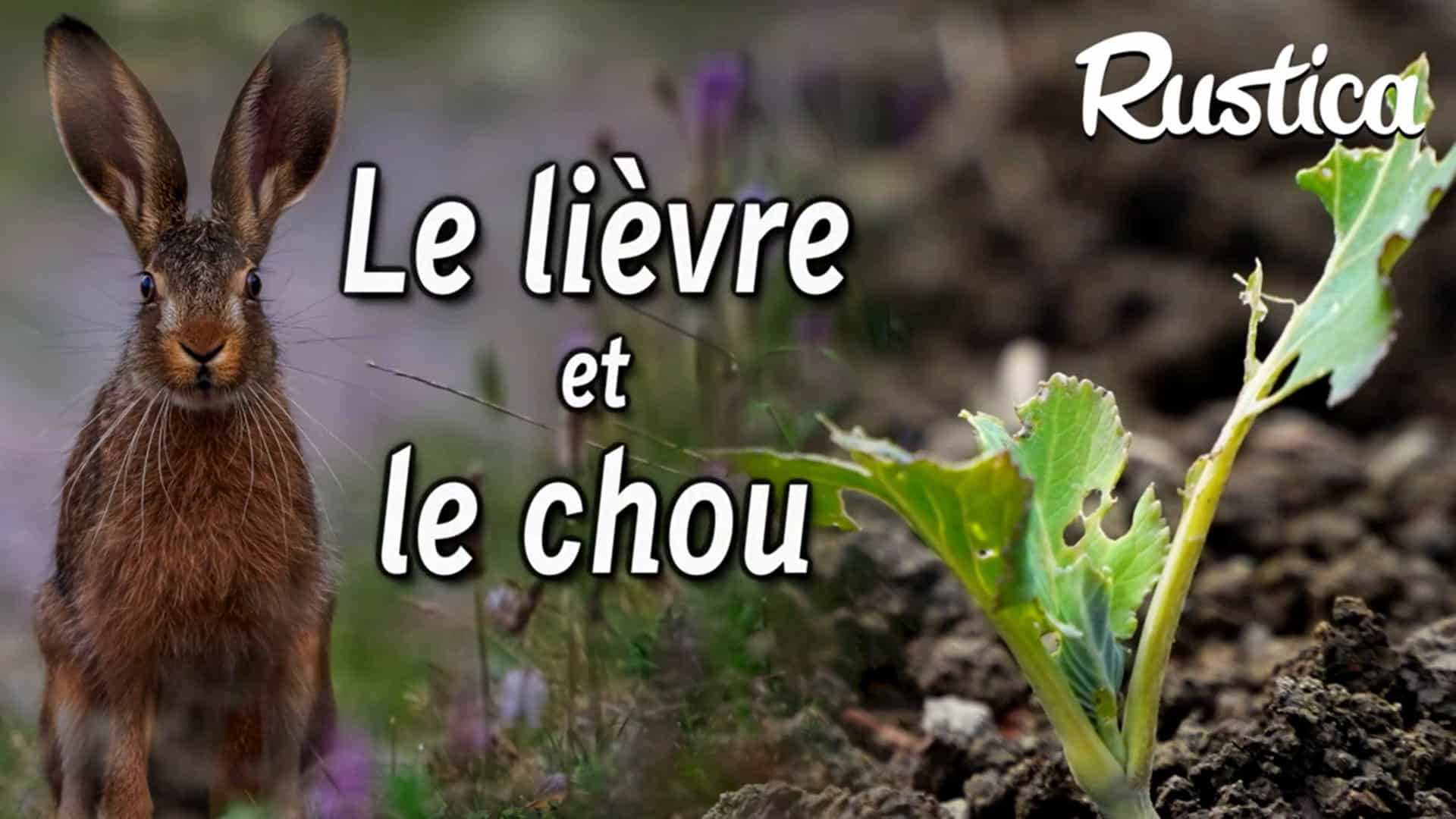 découvrez nos conseils et solutions pour protéger votre lapin du froid. assurez le confort et la santé de votre compagnon à quatre pattes pendant les mois hivernaux avec des astuces pratiques et des recommandations adaptées à ses besoins.