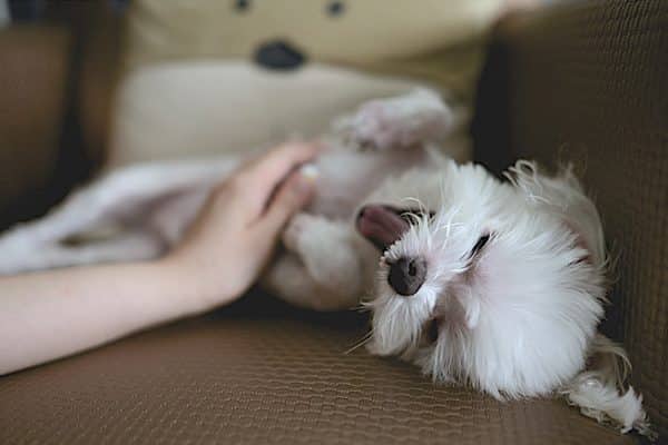 découvrez tout ce qu'il faut savoir sur la stérilisation des chiennes : les considérations liées à la douleur, les méthodes disponibles et les solutions pour garantir le bien-être de votre animal. informez-vous sur le processus, les soins post-opératoires et les bénéfices pour la santé de votre fidèle compagnon.