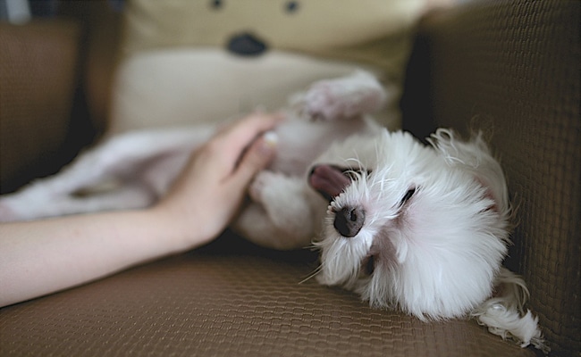 découvrez tout ce qu'il faut savoir sur la stérilisation des chiennes : les considérations liées à la douleur, les méthodes disponibles et les solutions pour garantir le bien-être de votre animal. informez-vous sur le processus, les soins post-opératoires et les bénéfices pour la santé de votre fidèle compagnon.